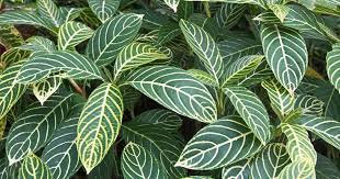 Caeroba Zebra Plant Is Non Toxic To Cats And Dogs Cat Safe Plants Dog Friendly Plants Dog Safe Plants