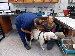 At home veterinary care, roaring spring, pennsylvania. Comprehensive Vet Care Animal Wellness Center Of Bonita