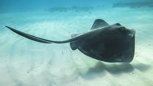 Nota ini dicatat untuk kegunaan. Awas Racun Sengatan Ikan Pari Ini Cara Mengatasinya