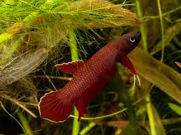 Discovered in roughly the summer of 2013, this small aggressive, extremely violent yet shy wild betta is on the verge of extinction in the wild. Betta Sp Api Api Fischgarages Webseite