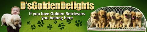 Check spelling or type a new query. D S Golden Delights Golden Retriever Breeder Maryland De Ny Nj