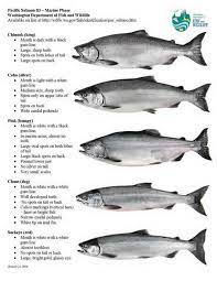 Et S Pretend You Are Fishing In Alaska On A River Where All Five Pacific Salmon Species Are Present It Is Legal To Keep Pink Salmon Chums And Cohos But You Must Release