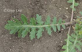 Image result for Erucastrum