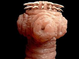 Image result for Beef Tapeworm