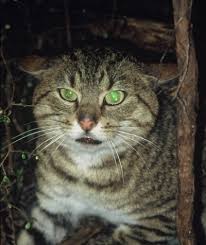 3 main purposes of pest control. Possums And Other Animal Pests Northland Regional Council