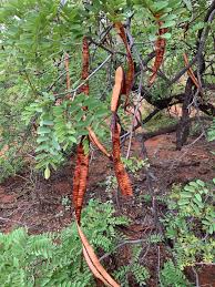 Image result for Cassia burttii