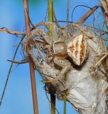 Image result for Doellia cafra