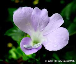 Image result for Barleria setosa