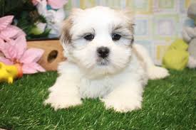 Er staan 1 long island puppy te koop op etsy, en gemiddeld kosten ze € 17. Lynbrook Available Puppies Long Island Puppies