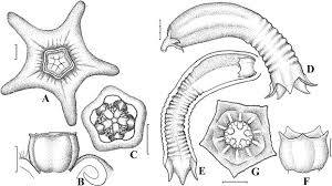 Image result for Ceropegia namuliensis