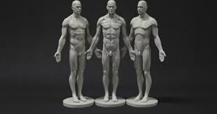 Male Anatomy Figure Collection Planar Ecorche And Skin Anatomical Reference For Artists Read More Human Anatomy Art Anatomy Reference Anatomy Drawing