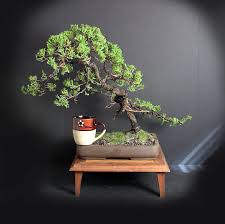 Juniper Procumbens Nana Bonsai Tree From The Estate Of Etsy Bonsai Tree Bonsai Bonsai Art
