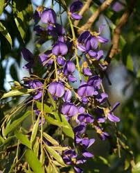 Image result for Bolusanthus speciosus