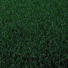 One Sq Foot Of Marathon Ii Sod Green Thumb Nursery