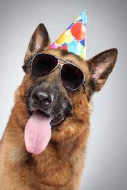 He S The Partying Type German Shepherd Funny German Shepherd Dogs German Shepherd
