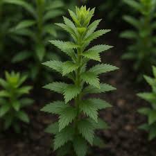 Image result for Limnophila indica