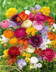 Freesien Ranunkel Mix Butterfly Beauty Im Mein Schoner Garten Shop Pflanzen Bienenfreundliche Pflanzen Schone Blumen