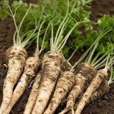 Image result for Petroselinum