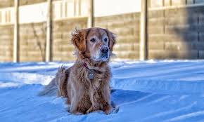 Healthy paws pet insurance allows us to get our banjo the care he needs and deserves without worrying about an unaffordable vet bill. Why Do Dogs Shiver When Cold Healthy Paws Pet Insurance Embrace Pet Insurance Holistic Dog Care Best Pet Insurance