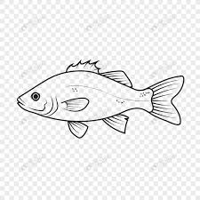 Check spelling or type a new query. Gambar Lukisan Ikan Koi Yg Mudah Ditiru Radea