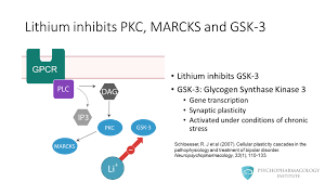 In addition to boosting brain healthand helping balance mood, lithium can improve your ability to focus, protect your nerve cells, and help your body adapt to stress in a healthy way. Lithium S Mechanism Of Action An Illustrated Review Psychopharmacology Institute
