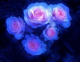 Flowers are one of the most beautiful creations of nature. Blue Pink Beautiful Rose Flowers Amazing Flowers Beautiful Roses