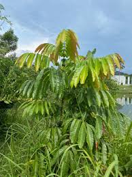 2,903 likes · 32 talking about this. Afiqasyran Tukangkebun Pa Twitter Wishlist Kecupu Cerapu Ceri Terengganu Pokok Mentega Kasai Keranji Buah Melaka