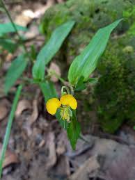 Image result for Tricliceras lobatum