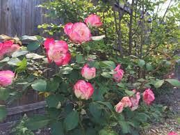 Cherry Parfait Roses The Rose Table Beautiful Flowers Rose Flowers