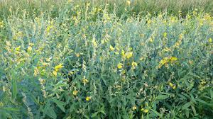 Image result for Crotalaria quarrei