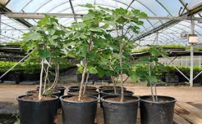 Fruiting is hard work for a tree. Growing Fig Trees In Containers Stark Bro S