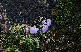 Image result for Utricularia striatula