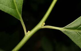 Image result for Iteaceae