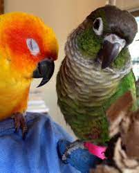 Bootsie And Tiger Best Buddies My Sun Conure And Green Cheek Conure Parrots Pet Birds Sun Conure