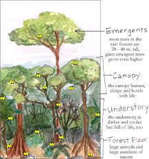Layers Of The Forest Strata Science Museum Of Minnesota Rainforest Growing Tree Rainforest Classroom