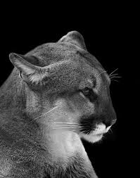 Beautiful Black And White Spotted Cat Pin On Stora Katter