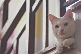 Cat looking outside Stock Photos, Royalty Free Cat looking outside Images