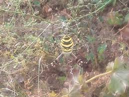 An dünnen hautstellen kann sie auch zubeißen. Schone Wespenspinne Tigerspinne Im Garten