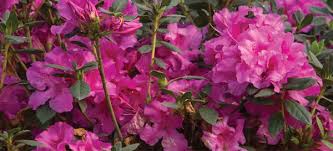 The autumn cheer encore azalea is known for its neon pink blossoms that can last for spring, summer, and even autumn. Home For The Holidays With Late Fall Blooming Encore Azaleas Encore Azalea