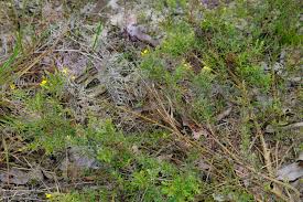 Image result for Crotalaria caudata