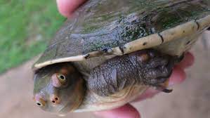 Australian Penny Turtles Are As Real As Unicorns So Be Careful Before You  Shell Out For One - Abc News
