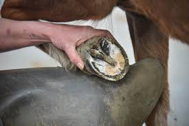 Laminitis in horses: symptoms, treatment, and feed