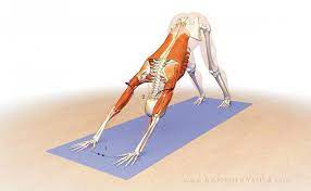 It's the ideal diet to excel dog muscle growth. Online Yoga Teacher Ed Dr Ray Long On Stabilizing The Shoulder In Downward Facing Dog Yogauonline