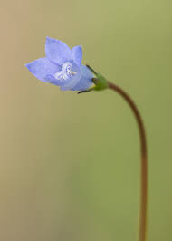 Image result for Wahlenbergia capitata