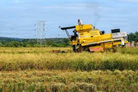 Orang kampung ja besa turut trecktar tangkap ikan. Exco Kedah Pertahankan Pembangunan Tanah Sawah Padi Malaysianow