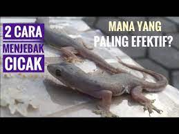 Sebelum nak keluarkan duit, kita kena ada bank akaun dulu kan? 2 Cara Mudah Menangkap Cicak Dengan Jumlah Banyak Youtube