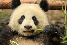 The color of its skin. Pandas Are No Longer Endangered Good But Many Other Animals Still Are Clean Malaysia