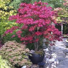This dwarf shade tree offers 3 seasons of rich red to purple color. Bloodgood Japanese Maple Trees For Sale Fastgrowingtrees Com