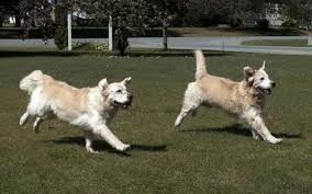 There is a higher incidence in certain breeds such as great danes, saint bernards and hounds. Treatment Options For Dog Osteosarcoma Dog Discoveries