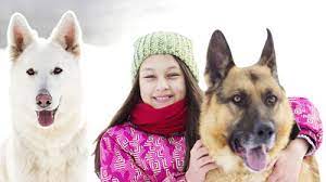 Canine lymphoma receiving prednisone side effects and lymphoma at the class of time of remission. Canine Lymphoma Prednisone Canine Lymphoma